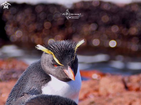 A Eudyptes chrysocome (Forster, 1781)  | Southern Rockhopper Penguin