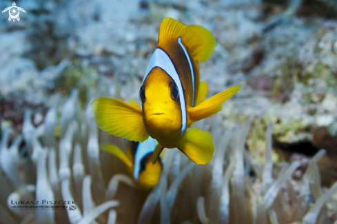A Red Sea Anemonefish