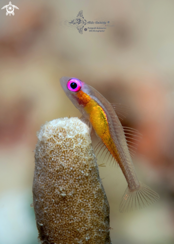 A Pink Eye Goby