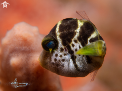 A Mimic Filefish