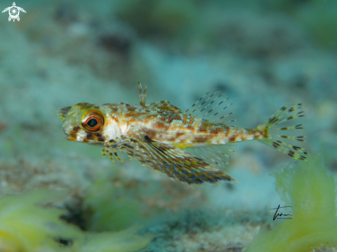 A Dactylopterus volitans | Flying Gurnard