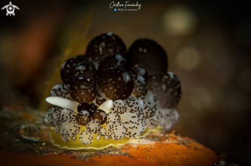 A Nudibranch