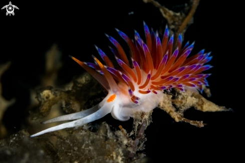 A Cratena nudibranch 