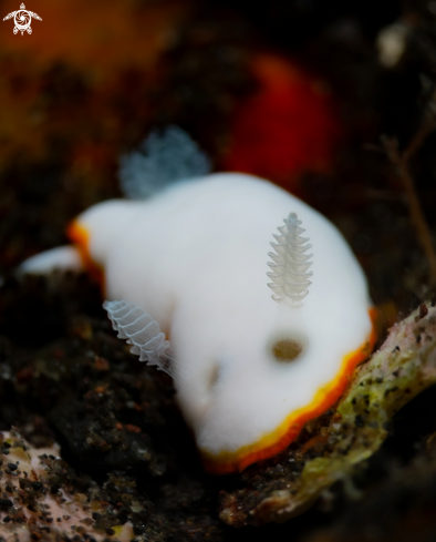 A Goniobranchus Nudibranch