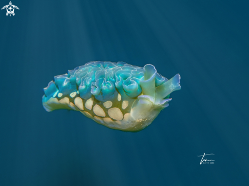 A Lettuce Seaslug