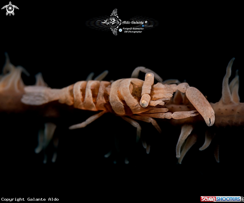 A Anker's Whip Coral Shrimp 