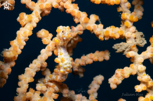 A Pygmy seahorse