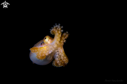 A  Amphioctopus siamensis | OCTOPUS