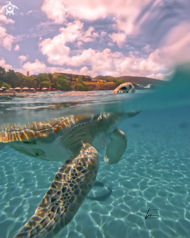 A Green Seaturtle