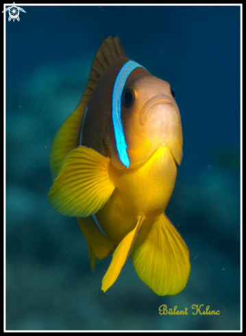 A Anemon Fish