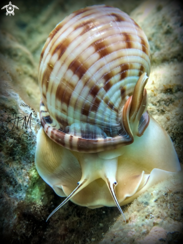 A Semicassis granulata | Casque granuleux