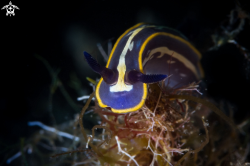 A Felimare tricolor nudibranch