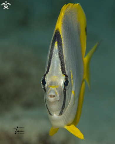 A Chaetodon ocellatus | Spotfin Butterflyfish