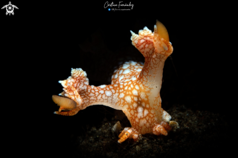 A Bornella hermanni  | Nudibranch