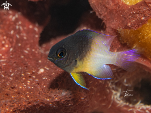 A Bicolor Damselfish