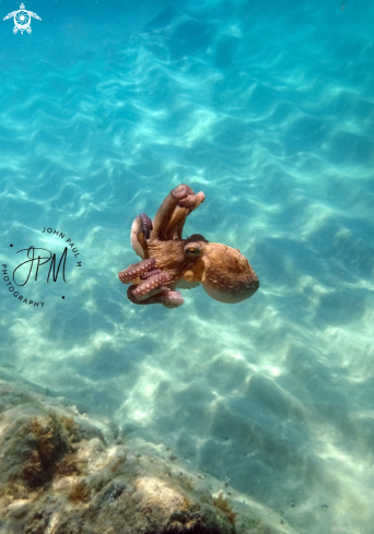A octopus vulgaris | Poulpe