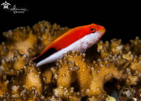 A Paracirrhites forsteri (Schneider, 1801) | Freckled Hawkfish Variation