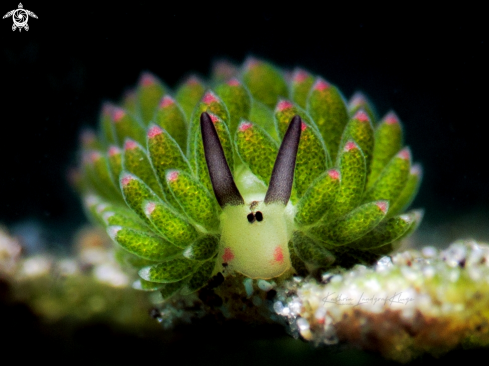 Shaun The Sheep nudibranch