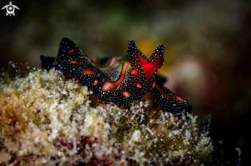 A Pseudobiceros bedfordi | Persian carpet flatworm