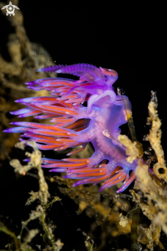 A Flabellina nudibranch