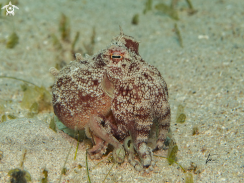 A Brownstripe Octopus