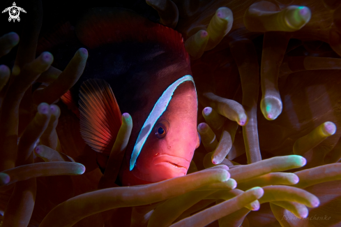 A Amphiprion frenatus | FISH