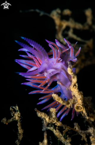 A Flabellina nudibranch