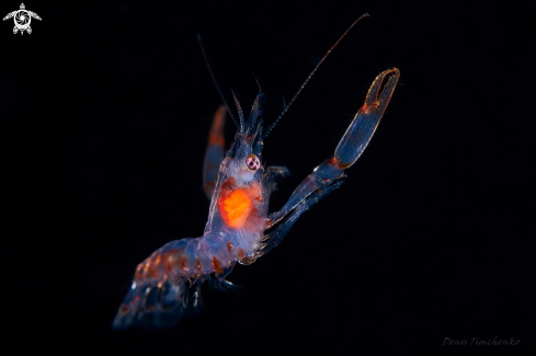 A id PL?  Size: 50mm | SHRIMP