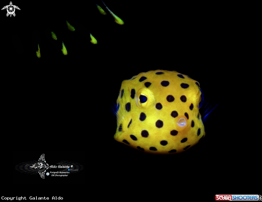 A Yellow Boxfish Juvenil