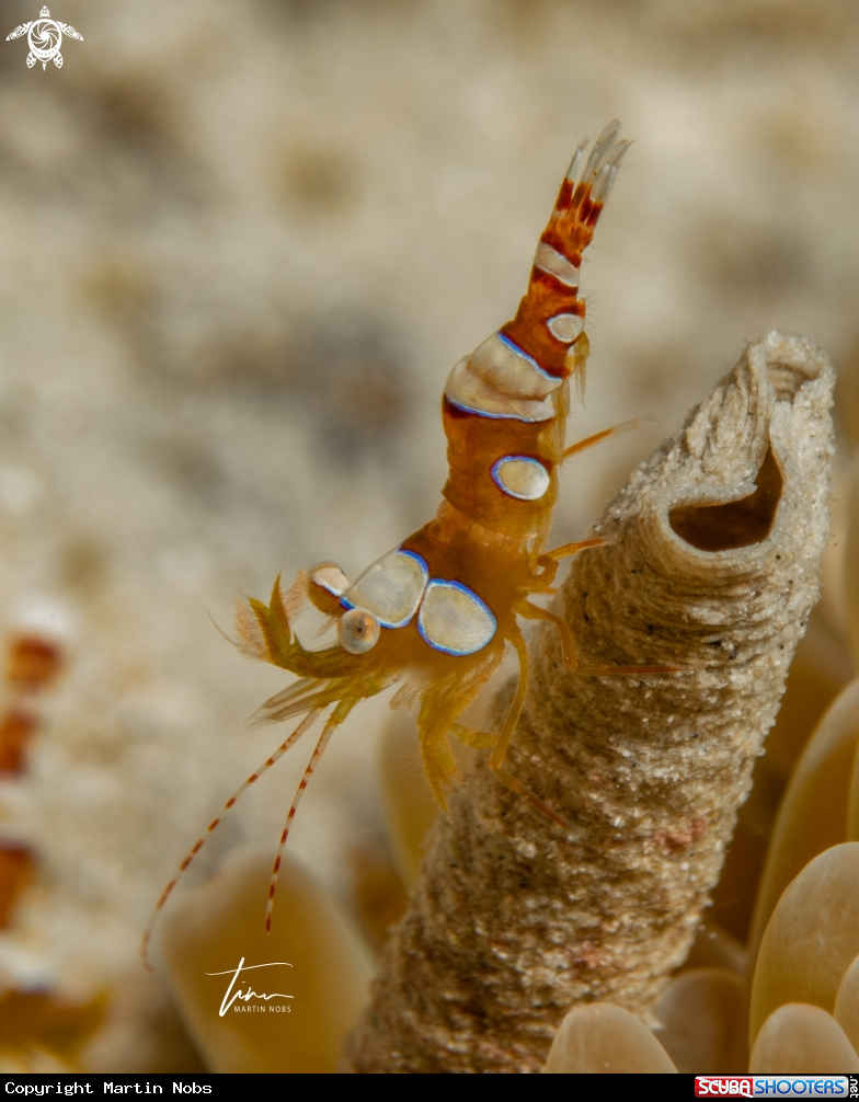 A Anemone squat shrimp