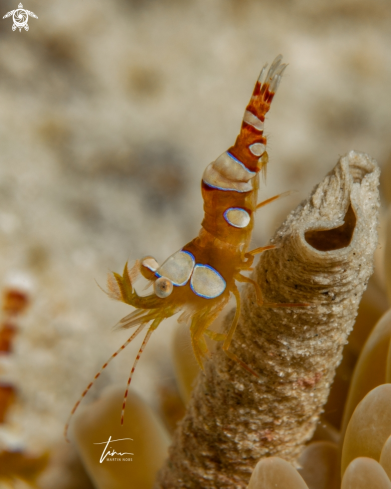 A Anemone squat shrimp
