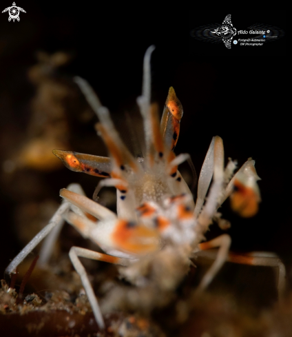 A Phyllognathia ceratophthalma (Balss, 1913)  | Spiny Tiger Shrimp 