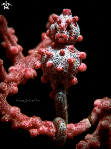 A Hippocampus bargibanti | Bargibanti Pygmy Seahorse 