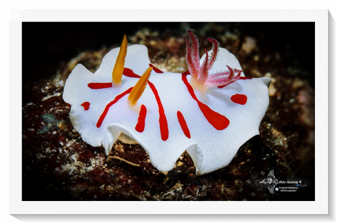 Verconia  Nudibranch