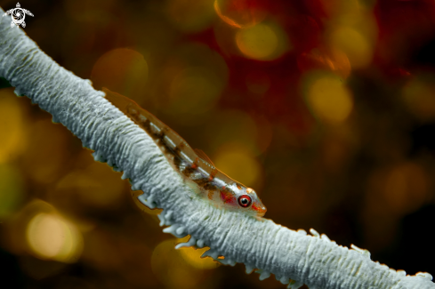 A GOBY