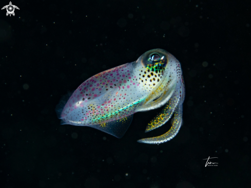 A Caribbean reef squid