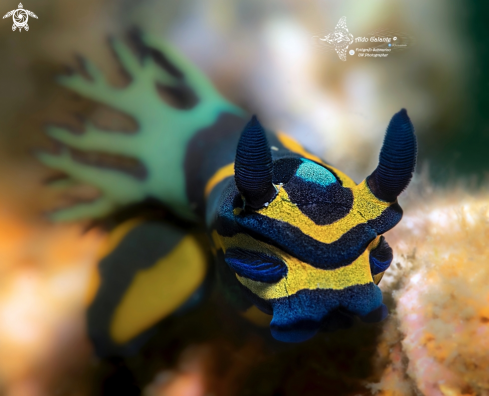 A Nudibranch