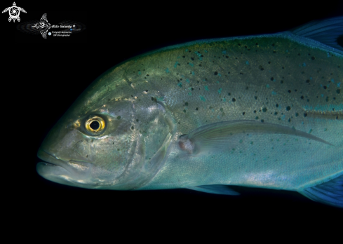 A Caranx melampygus Cuvier, 1833 | Bluefin Trevally 