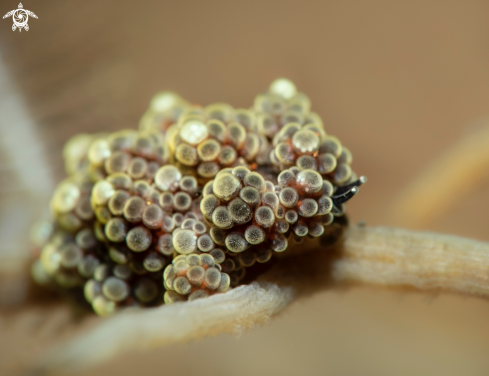 A Doto Sea Slug