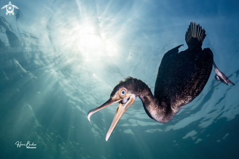 A Socotra cormorant is among the most skilled fish-catching birds in Bahrain and Arabian Gulf. It dives more than 10 m chasing fish underwater.
