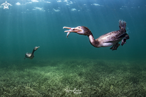 A Socotra cormorant