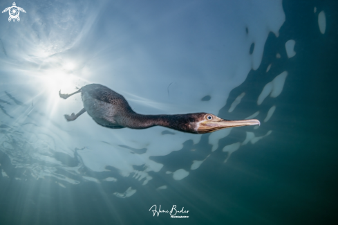 A Socotra cormorant