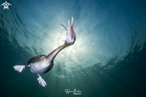 A Socotra cormorant