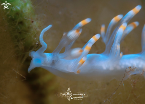 A Flabellina Bicolor - Aeolid Nudibranch (15 mm/0.59 Inch)