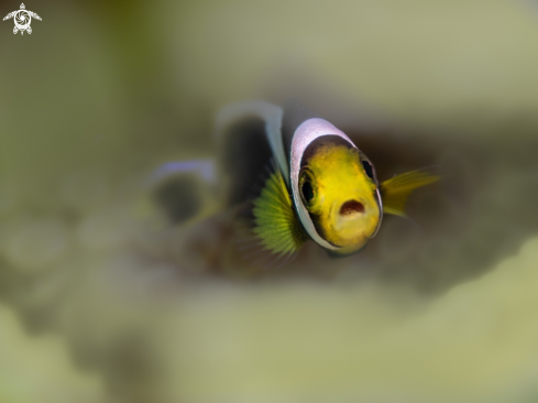 A Clownfish sebae Juvenil