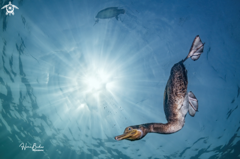 A Socotra cormorant 