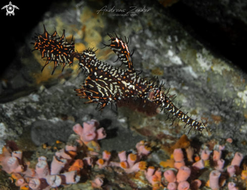 A Solenostomus paradoxus | Ornate ghostpipefish