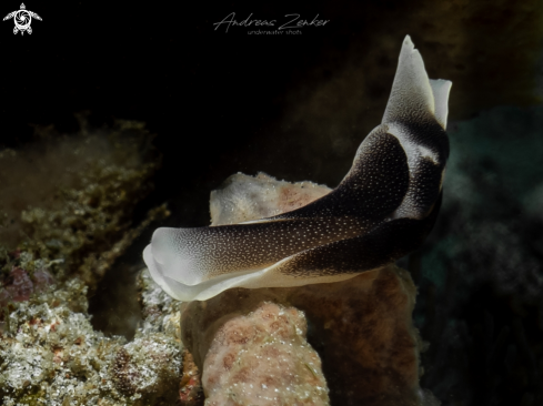 A Chelidonura amoena | Headshield slug