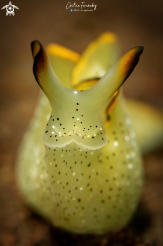 A Nudibranch