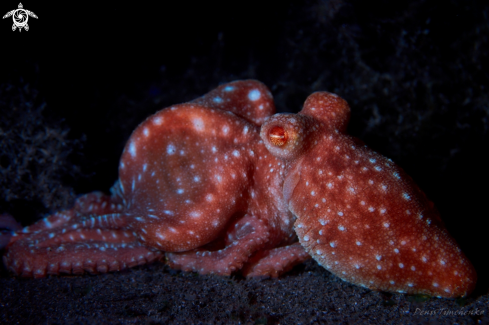 A Callistoctopus luteus | OCTOPUS